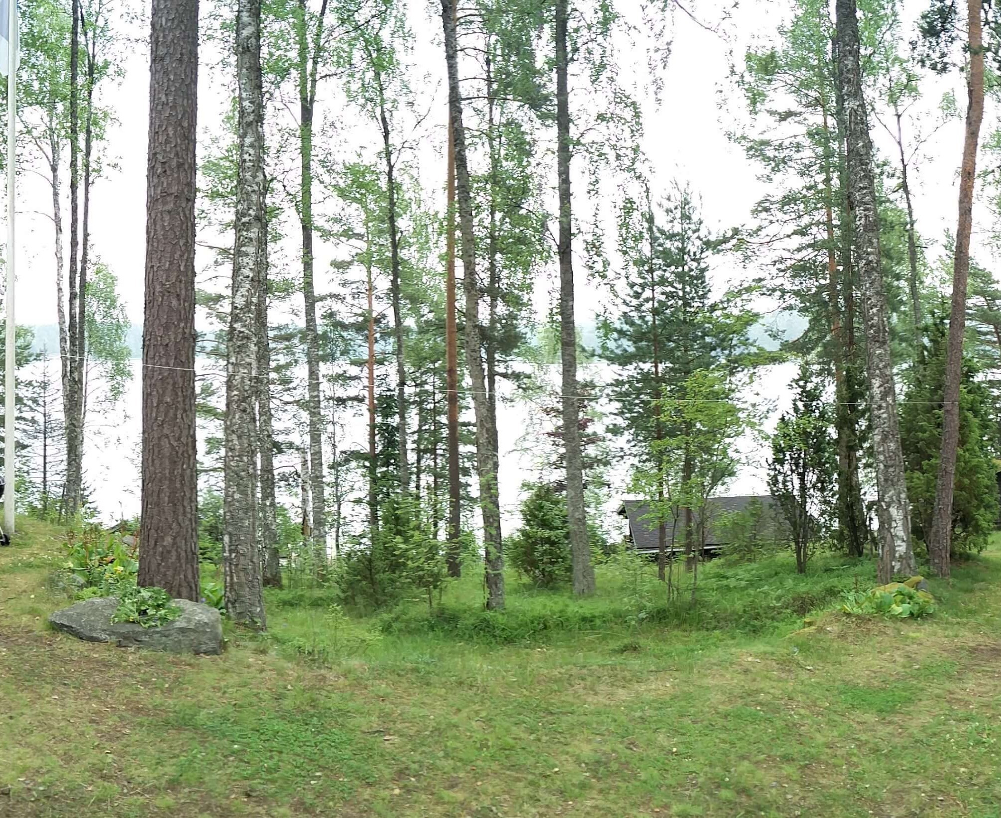 Picture of a forest in Finland